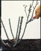 pruning