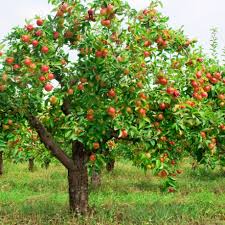 fruit tree