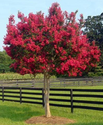 Crape Myrtle