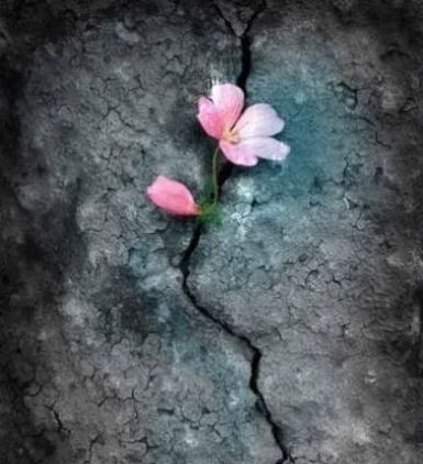Flower in Rock